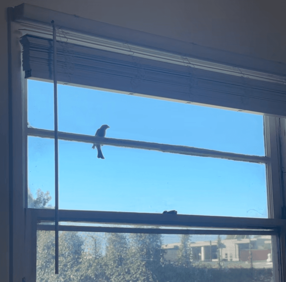 birds on my window this morning