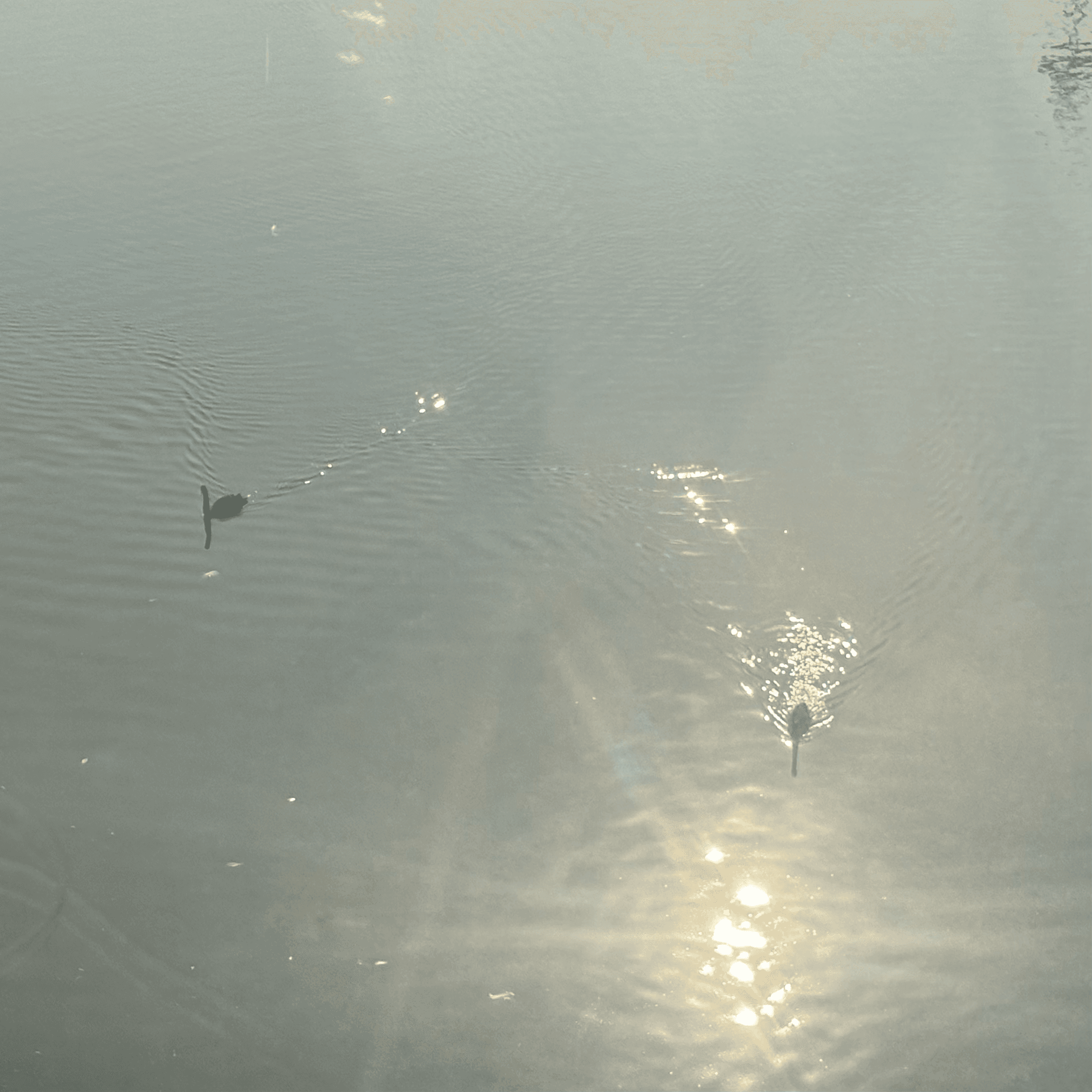 two black swans in suzhou, china