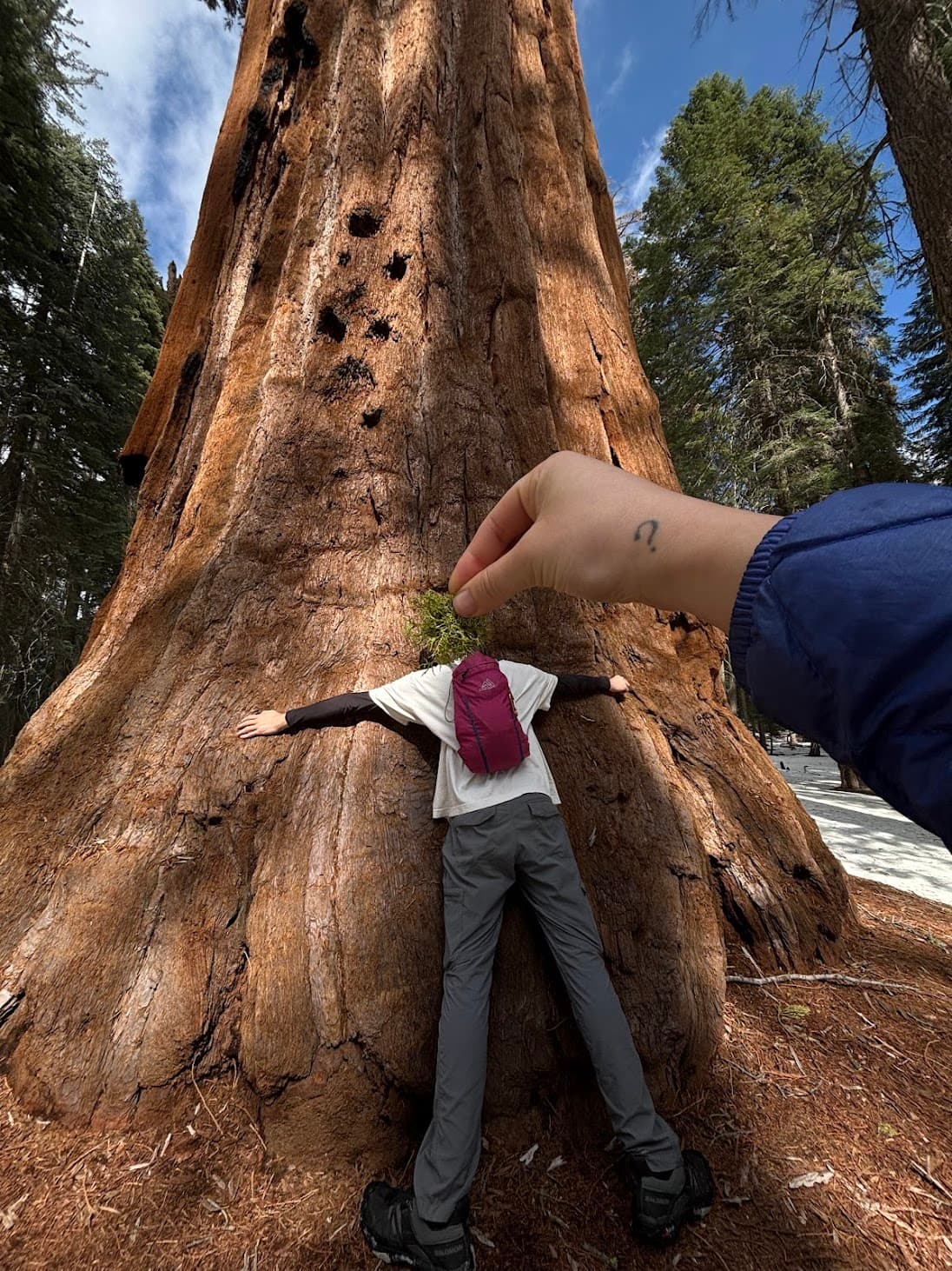 hugging a sequoia tree